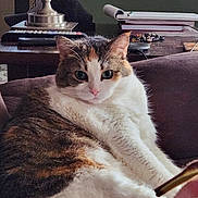 Lady Bug joined the competition — help win amazing prizes! animal, books, calico_cat, cat, cozy, cute, domestic, eyes, fur, furniture, indoor, lamp, mammal, pet, pink_nose, portrait, relaxed, resting, table, whiskers