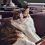 animal, books, calico_cat, cat, cozy, cute, domestic, eyes, fur, furniture, indoor, lamp, mammal, pet, pink_nose, portrait, relaxed, resting, table, whiskers