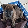 blanket, brindle_fur, brown_fur, closeup, cute, dog, domestic_animal, eyes, fabric, furry, indoor, looking_up, nose, paw_prints, pet_bed, portrait, puppy, sitting, tile_floor, young_dog
