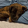 puppy, dog, sleeping, brindle, bed, pillow, quilt, cozy, cute, pet, animal, resting, indoor, soft, furry, young, closeup, relaxing, adorable, nap
