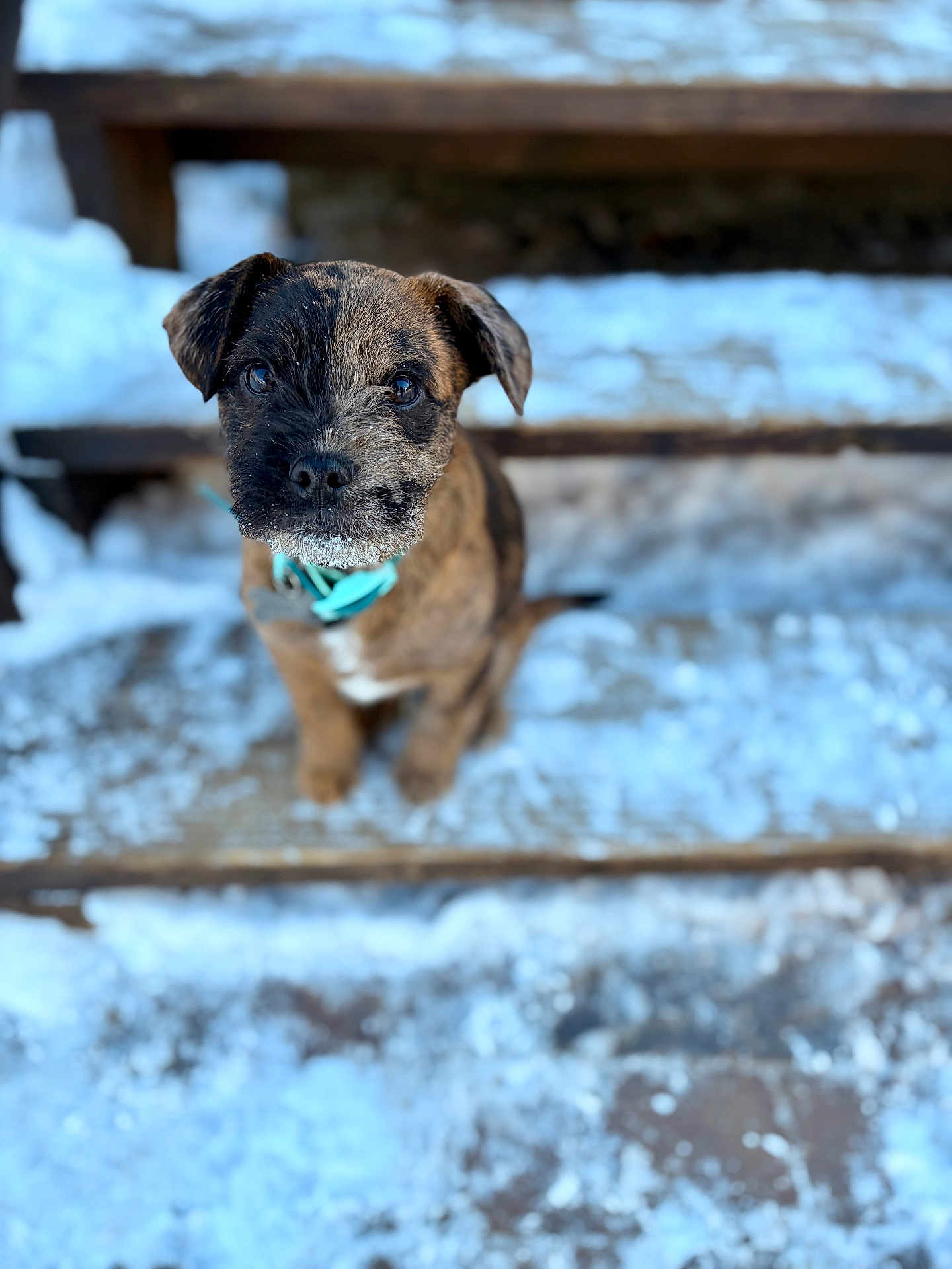 Stitch is registered to the contest to win money with this photo: puppy, dog, brindle, collar, snow, wooden_steps, outdoor, pet, animal, cute, young_dog, winter, fur, small_dog, looking_up, sitting, close_up, cold, nature, adorable