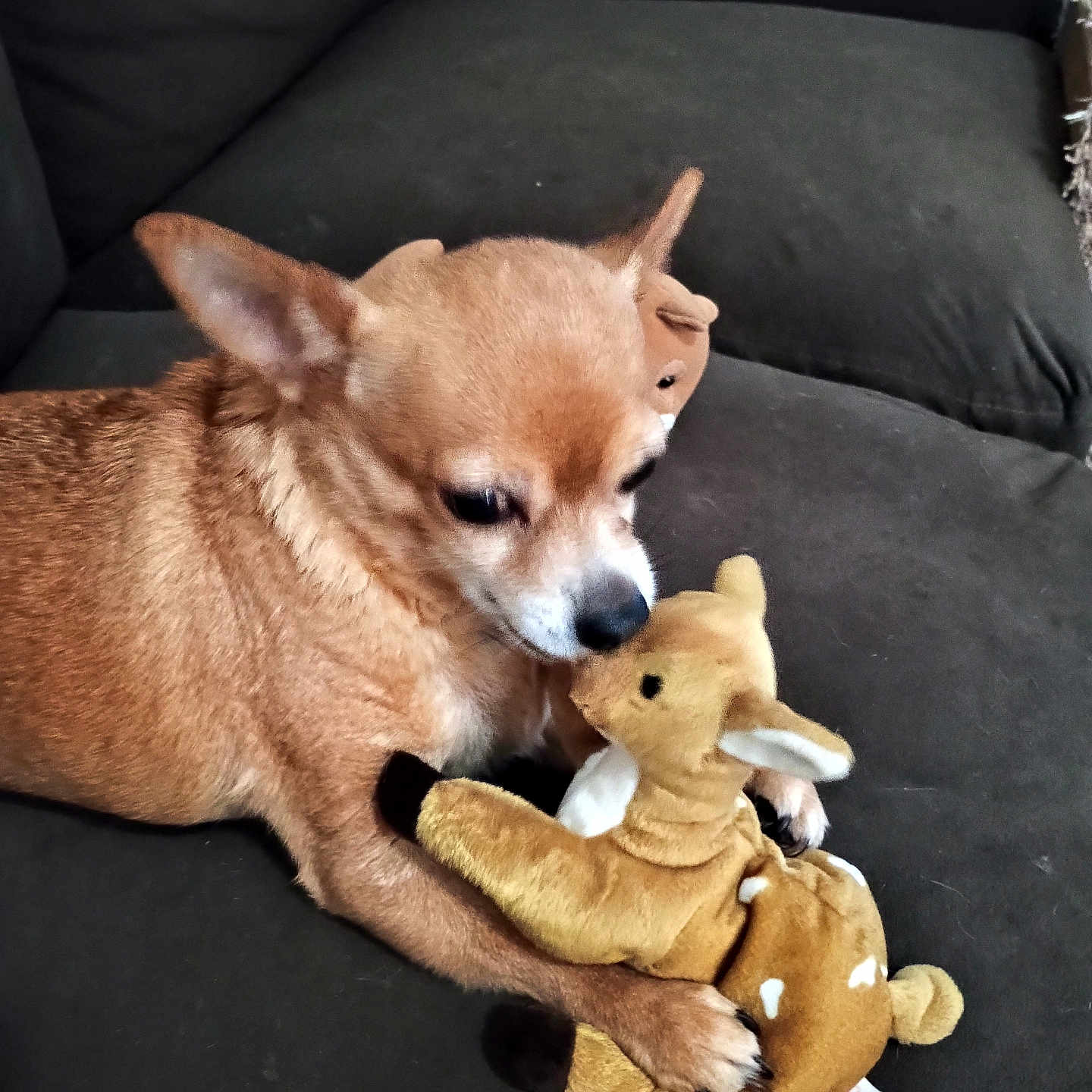 Peanut is registered to the contest to win money with this photo: animal, brown, companionship, couch, cozy, cute, dog, furniture, home, indoor, paw, pet, plush, relaxed, small_dog, snuggle, soft_toy, stuffed_animal, tan, toy