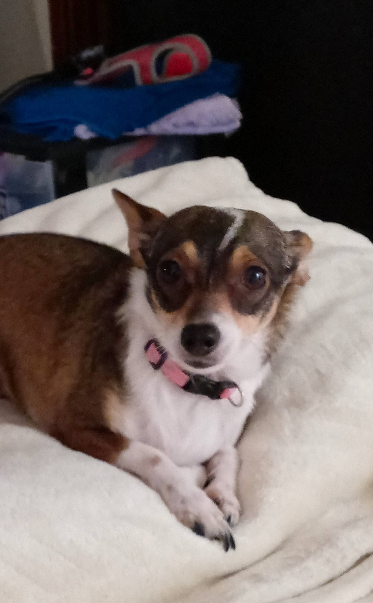 Oreo is registered to the contest to win money with this photo: canidae, carnivore, chair, companion_dog, dog, dog_breed, dog_supply, door, fawn, fur, non_sporting_group, paw, puppy, sporting_group, toy_dog, whiskers, working_animal