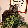 cat, cozy, curious, decor, domestic_animal, eyes, face, fluffy, furniture, green_leaves, indoor, leaf, pet, plant, potted_plant, shadow, table, text, tortoiseshell_cat, wall_sign