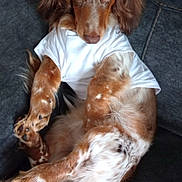 Winston is registered to the contest to win money with this photo: animal, blue_eyes, brown_fur, couch, cozy, cute, dog, ears, furry, indoor, long_fur, looking_at_camera, paw, pet, portrait, relaxed, sitting, snout, white_shirt, wooden_floor