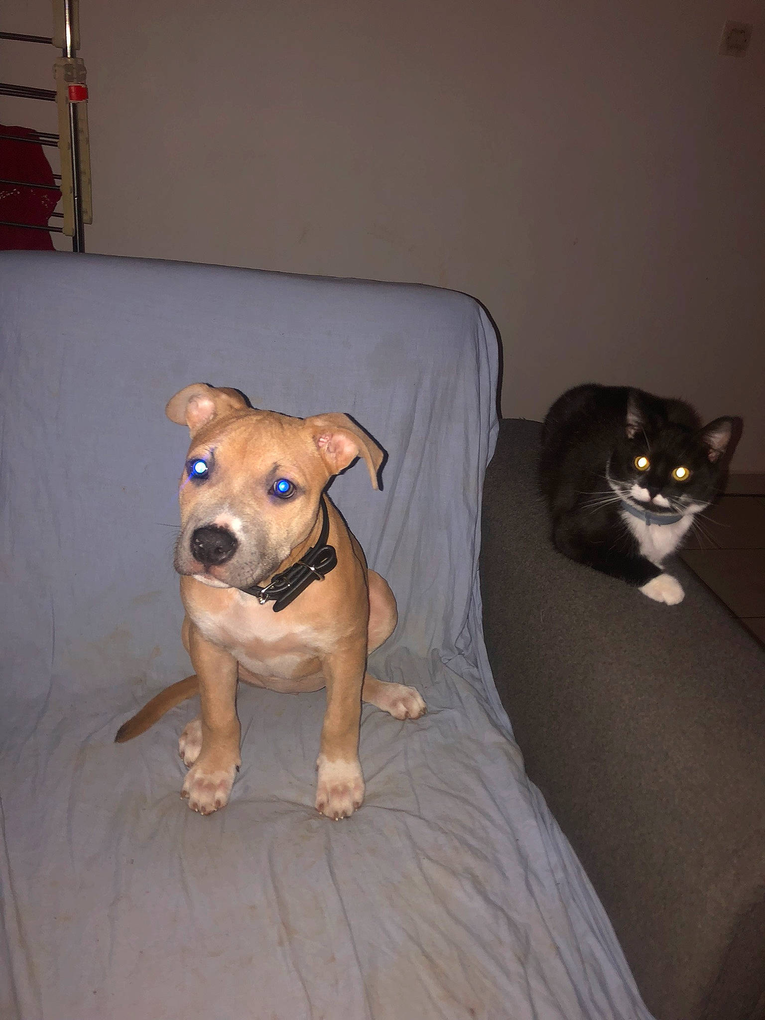 Mileena participe au concours pour gagner de l'argent avec cette photo : carnivore, chair, collar, comfort, companion_dog, couch, dog, dog_breed, dog_clothes, dog_supply, fawn, floor, flooring, furniture, hardwood, pet_supply, snout, tail, wood, working_animal