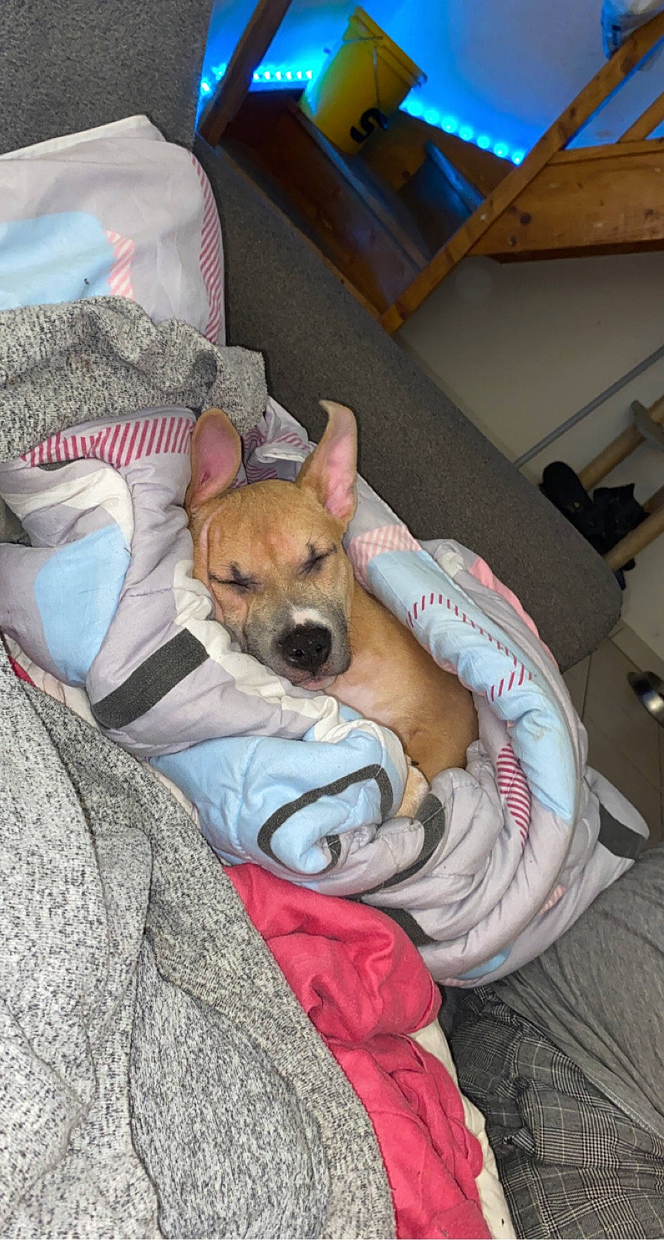 Mileena participe au concours pour gagner de l'argent avec cette photo : bag, canidae, carnivore, comfort, companion_dog, dog, dog_breed, dog_supply, fawn, fur, linens, nap, non_sporting_group, pillow, sitting, sleep, sporting_group, toy_dog, whiskers