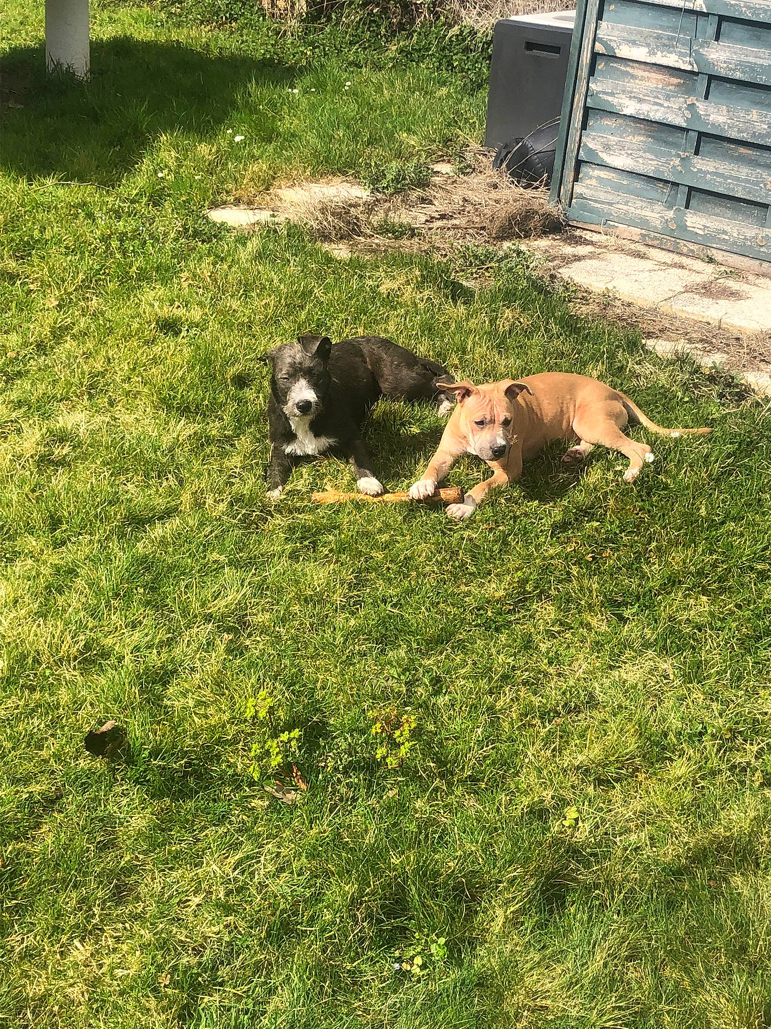 Mileena participe au concours pour gagner de l'argent avec cette photo : carnivore, companion_dog, dog, dog_breed, garden, grass, grass_family, grassland, grazing, groundcover, landscape, pasture, plant, shrub, soil, sporting_group, terrestrial_animal, tints_and_shades, wood, working_animal