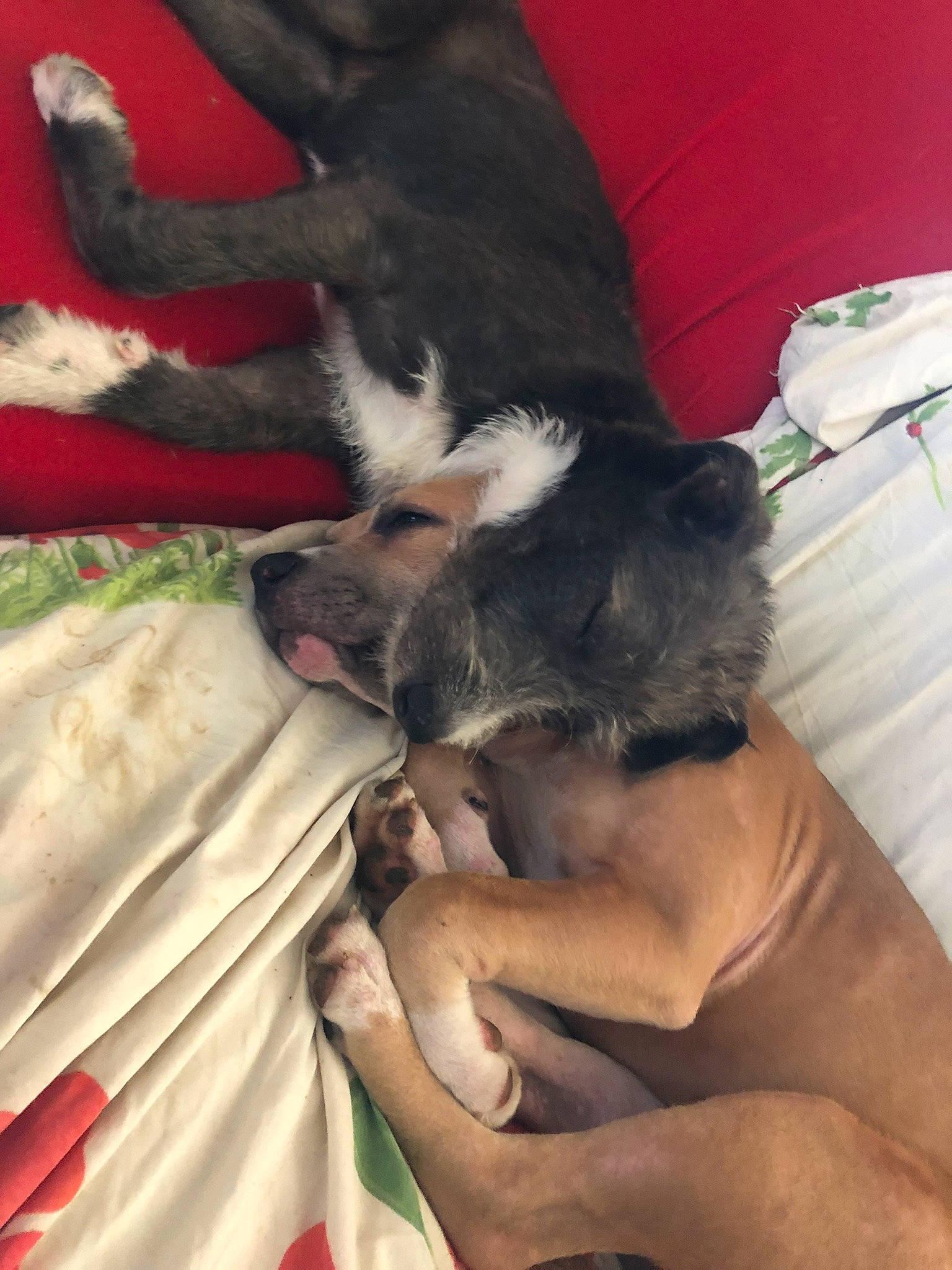 Mileena a rejoint le concours — aidez-le/la à gagner de superbes lots ! canidae, carnivore, comfort, companion_dog, dog, dog_breed, fawn, fur, human_leg, linens, nail, nap, non_sporting_group, paw, sporting_group, tail, thigh, working_animal