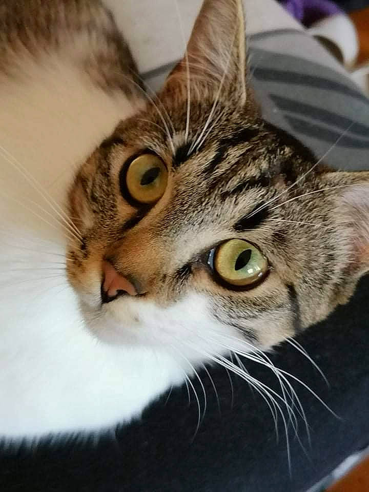 Blue a rejoint le concours — aidez-le/la à gagner de superbes lots ! carnivore, cat, close_up, domestic_short_haired_cat, ear, felidae, fur, iris, small_to_medium_sized_cats, snout, whiskers, wildlife, window