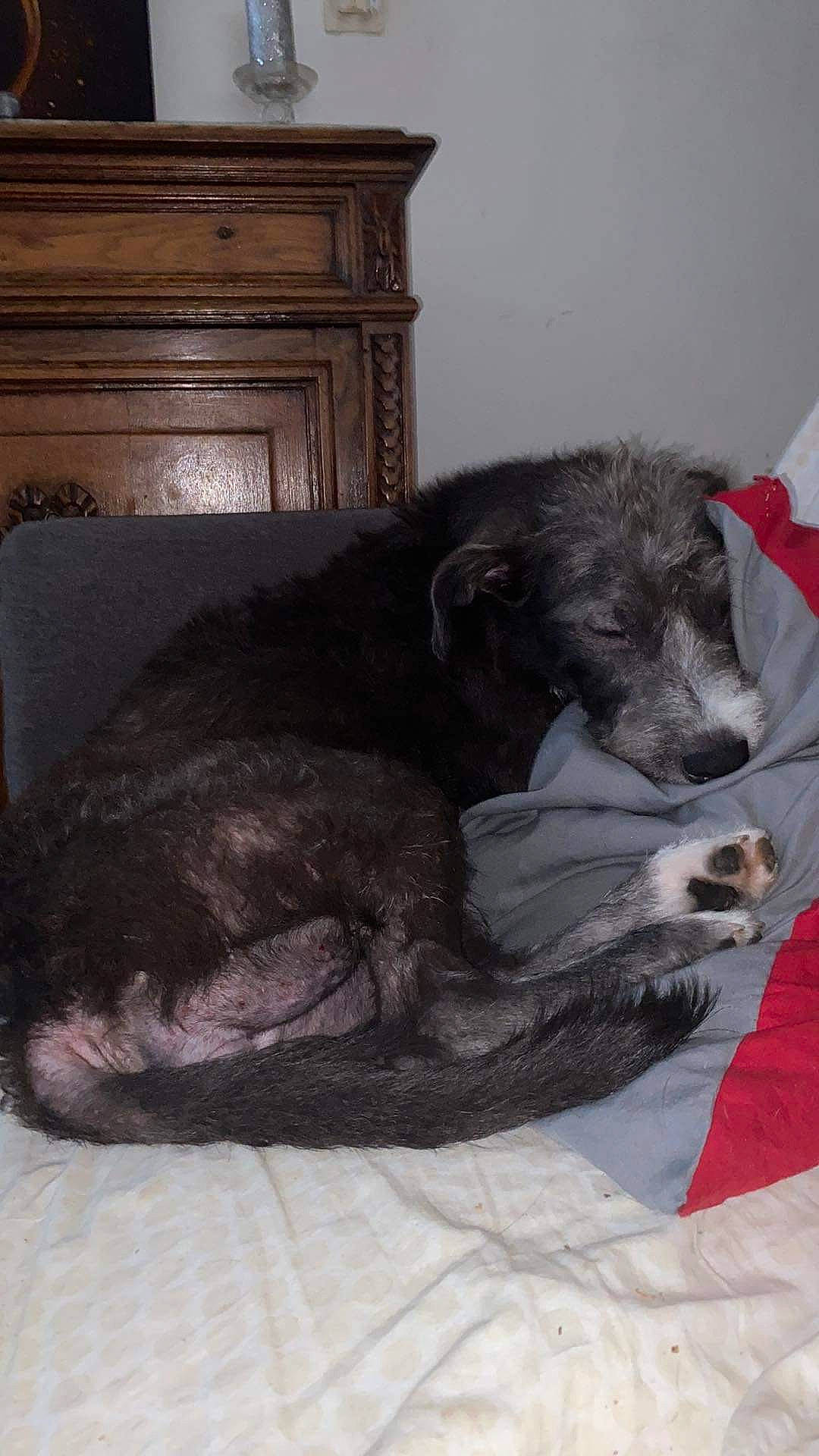 Maya participe au concours pour gagner de l'argent avec cette photo : bed, borador, canidae, carnivore, comfort, companion_dog, dog, dog_breed, dog_supply, fawn, fur, grey, linens, liver, nap, paw, snout, sporting_group, terrestrial_animal, working_animal