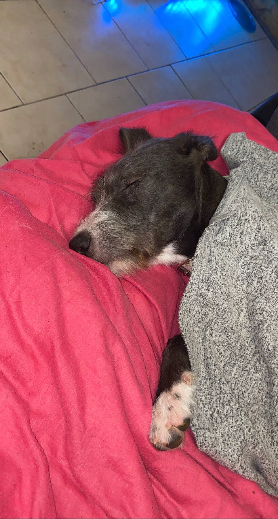 Maya participe au concours pour gagner de l'argent avec cette photo : canidae, carnivore, comfort, companion_dog, dog, dog_breed, fur, non_sporting_group, snout, sporting_group, terrestrial_animal, working_animal