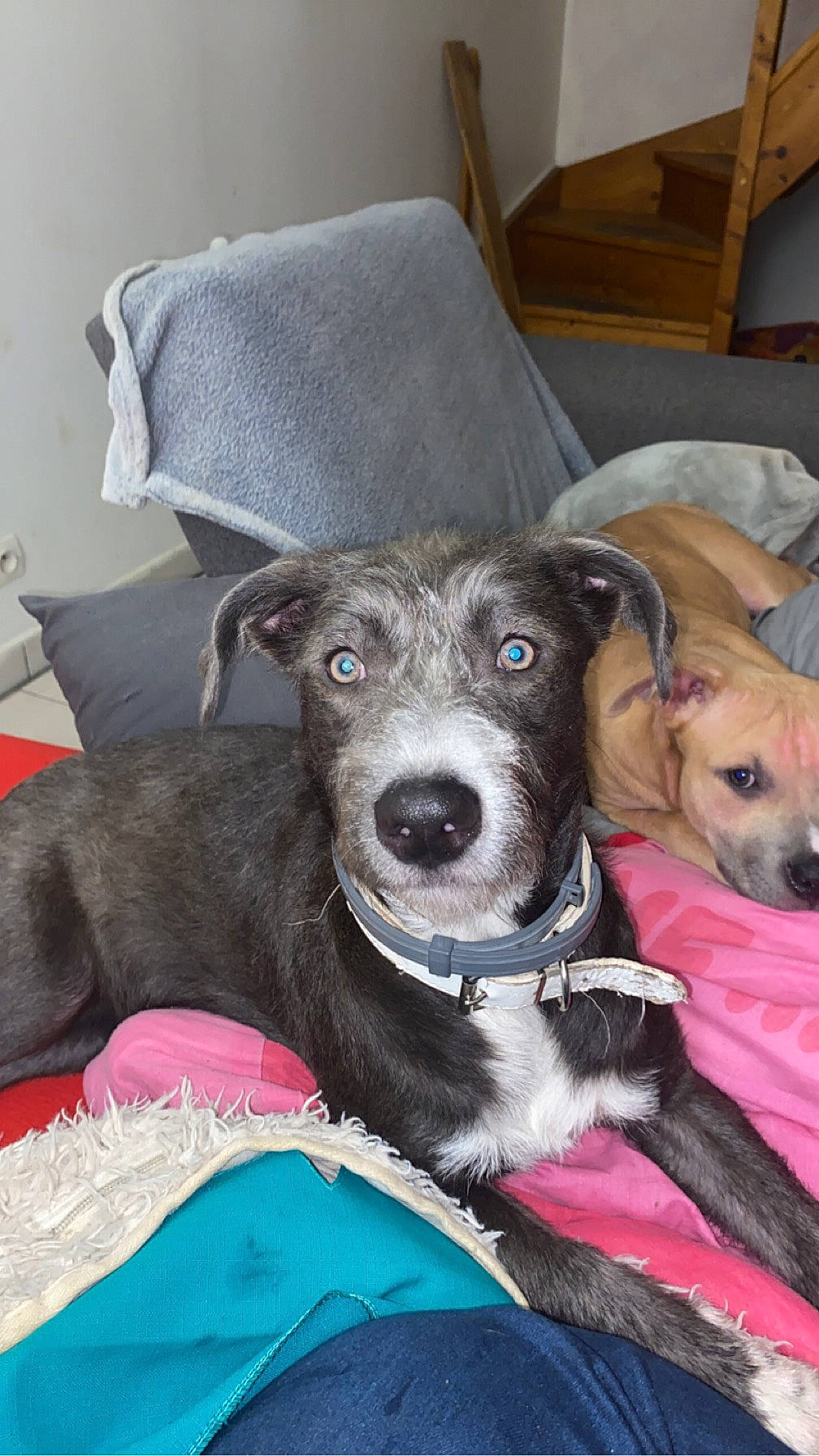 Maya participe au concours pour gagner de l'argent avec cette photo : canidae, carnivore, collar, comfort, companion_dog, dog, dog_breed, dog_collar, dog_supply, fawn, fur, non_sporting_group, sporting_group, terrier, whiskers, working_animal