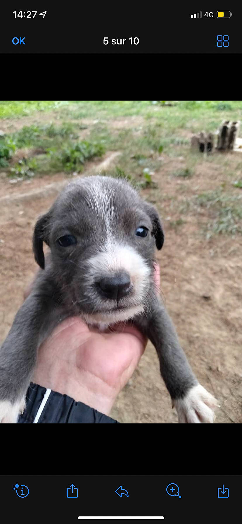 Maya participe au concours pour gagner de l'argent avec cette photo : canidae, carnivore, companion_dog, dog, dog_breed, fur, grass, plant, soil, sporting_group, terrestrial_animal, whiskers, working_animal