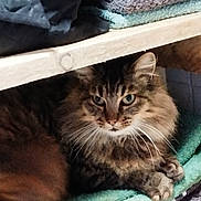 Maria Ya a rejoint le concours — aidez-le/la à gagner de superbes lots ! animal, brown, cat, close_up, cozy, cute, domestic, feline, fur, indoor, looking, paws, pet, relaxed, resting, shelf, soft_texture, tabby_cat, towel, whiskers