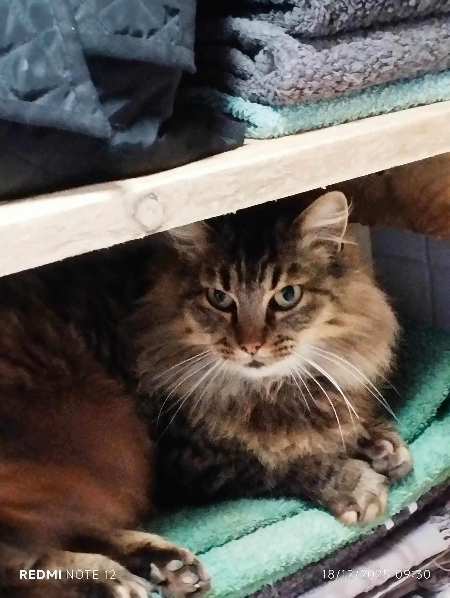 Maria Ya a rejoint le concours — aidez-le/la à gagner de superbes lots ! animal, brown, cat, close_up, cozy, cute, domestic, feline, fur, indoor, looking, paws, pet, relaxed, resting, shelf, soft_texture, tabby_cat, towel, whiskers