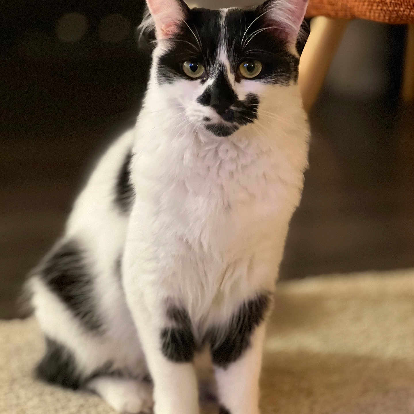 Luna