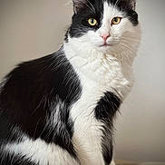 Bounty a rejoint le concours — aidez-le/la à gagner de superbes lots ! cat, tuxedo_cat, animal, pet, feline, black_and_white, fur, whiskers, ears, eyes, indoor, portrait, sitting, cute, soft, closeup, domestic_animal, mammal, calm, curious