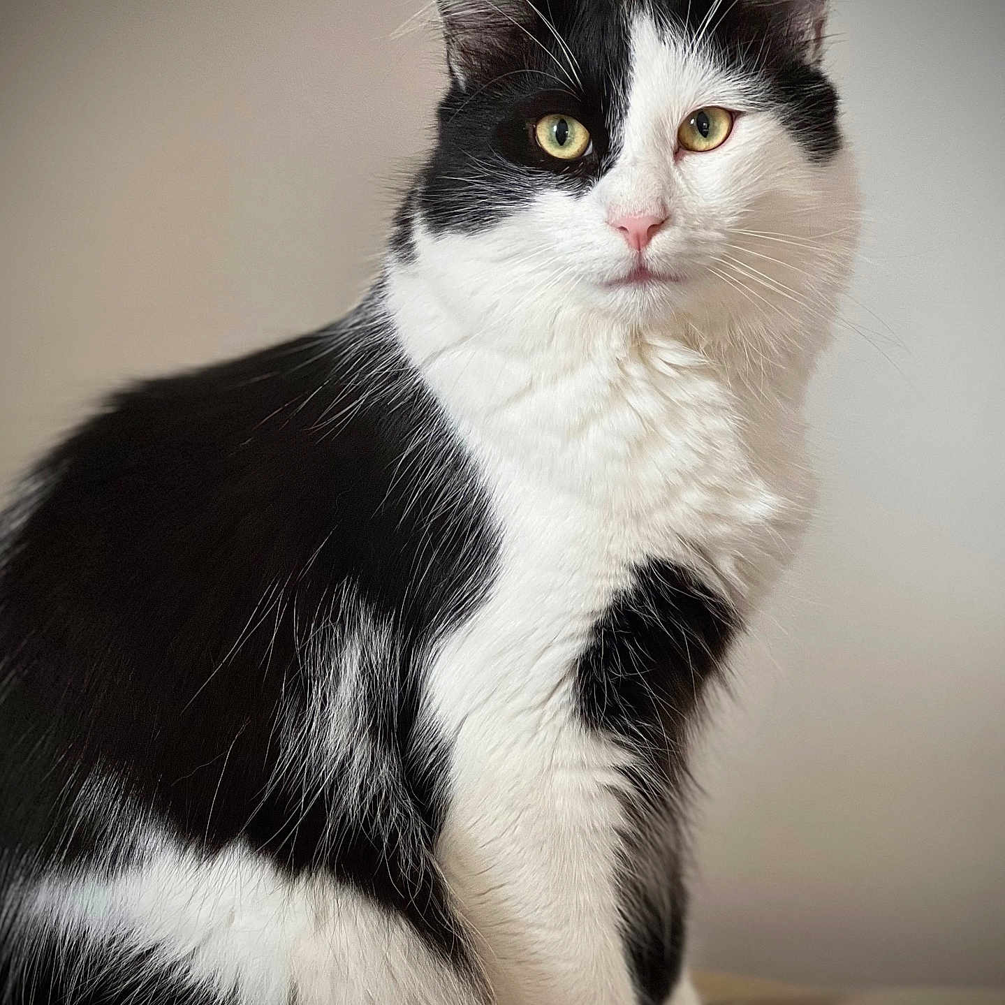 Bounty a rejoint le concours — aidez-le/la à gagner de superbes lots ! cat, tuxedo_cat, animal, pet, feline, black_and_white, fur, whiskers, ears, eyes, indoor, portrait, sitting, cute, soft, closeup, domestic_animal, mammal, calm, curious