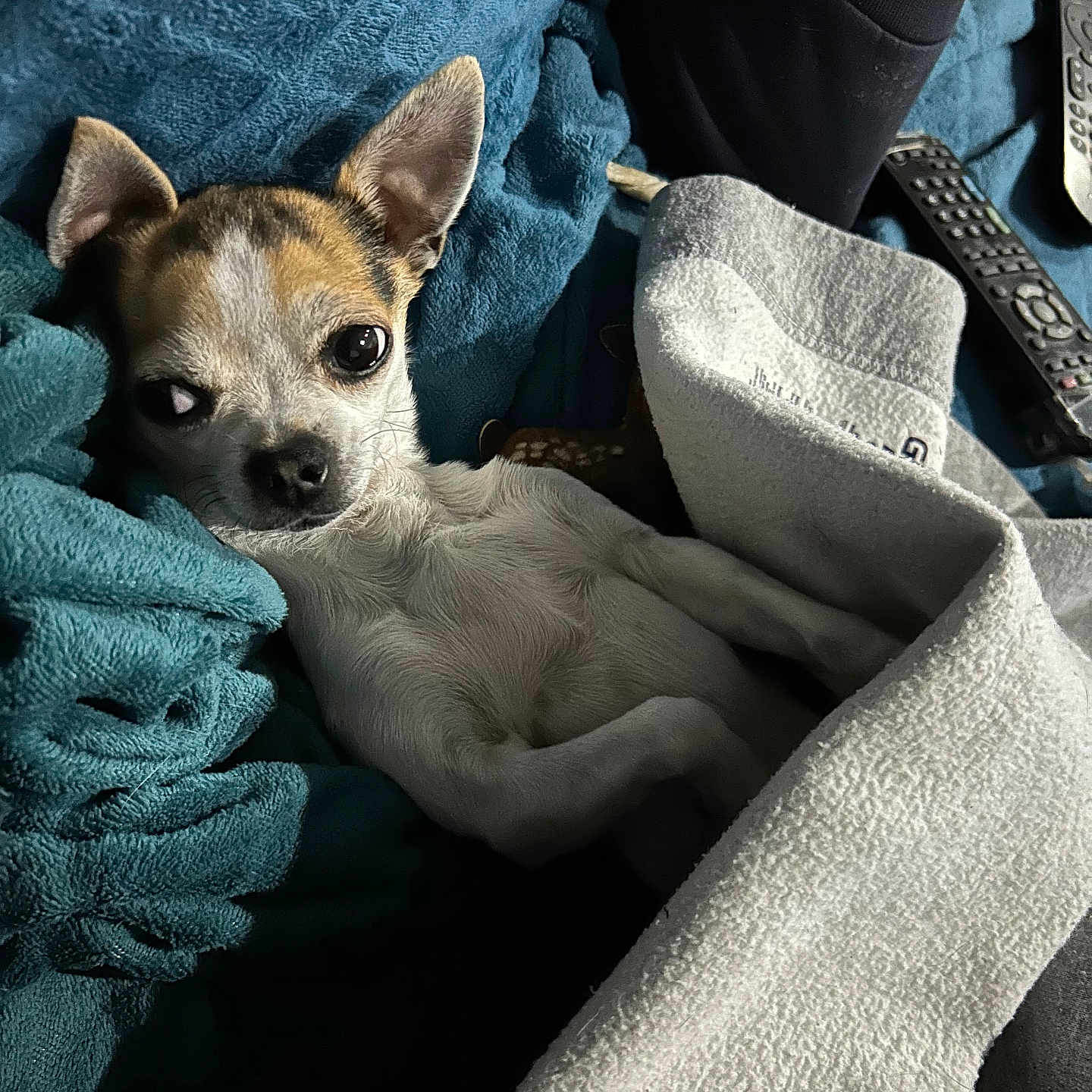 Louna a rejoint le concours — aidez-le/la à gagner de superbes lots ! animal, blanket, chihuahua, comfort, couch, cozy, cute, dog, ears, fur, home, indoor, paw, person_arm, pet, relaxed, remote_control, resting, sleeping, small_dog