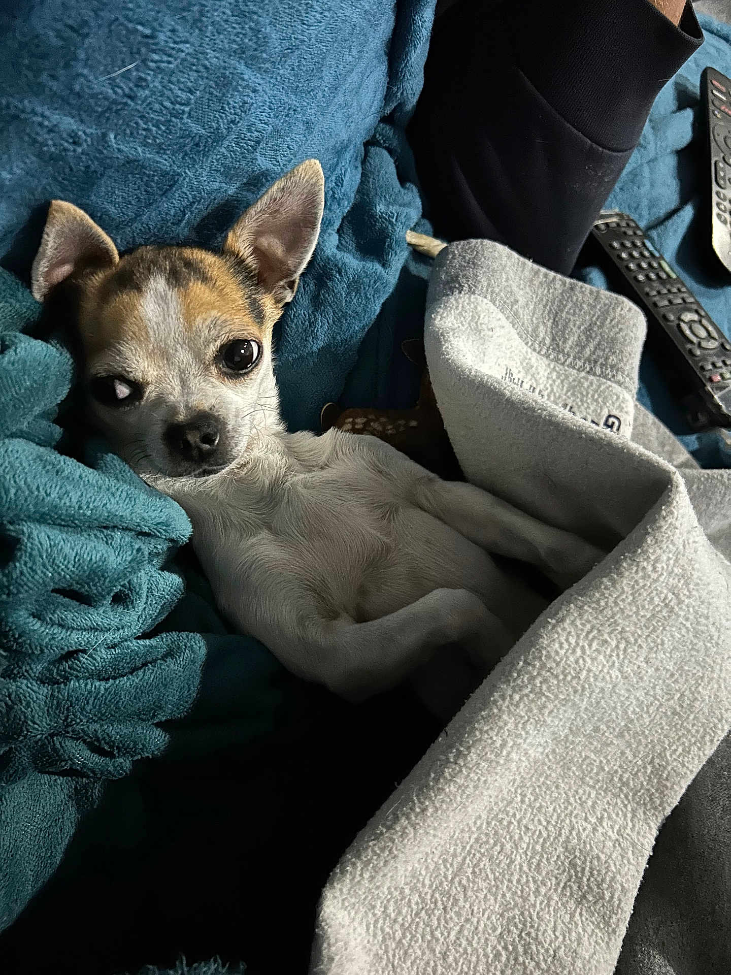 Louna a rejoint le concours — aidez-le/la à gagner de superbes lots ! dog, chihuahua, blanket, couch, remote_control, pet, small_dog, fur, ears, sleeping, resting, cozy, home, indoor, comfort, animal, paw, cute, relaxed, person_arm