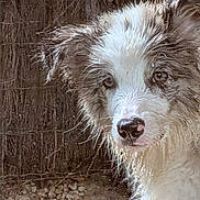 Bel a rejoint le concours — aidez-le/la à gagner de superbes lots ! dog, wet, muddy, close_up, outdoor, fence, dirt, fur, brown, white, pet, animal, portrait, canine, ears, nose, eyes, nature, mud, playful