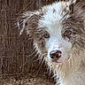 animal, brown, canine, close_up, dirt, dog, ears, eyes, fence, fur, mud, muddy, nature, nose, outdoor, pet, playful, portrait, wet, white