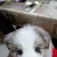 Bella participe au concours pour gagner de l'argent avec cette photo : puppy, dog, close_up, fur, eyes, hand, indoor, table, household_items, blurred_background, cute, pet, animal, white_fur, brown_fur, tile_floor, domestic, young_dog, portrait, friendly