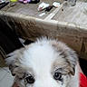 puppy, dog, close_up, fur, eyes, hand, indoor, table, household_items, blurred_background, cute, pet, animal, white_fur, brown_fur, tile_floor, domestic, young_dog, portrait, friendly