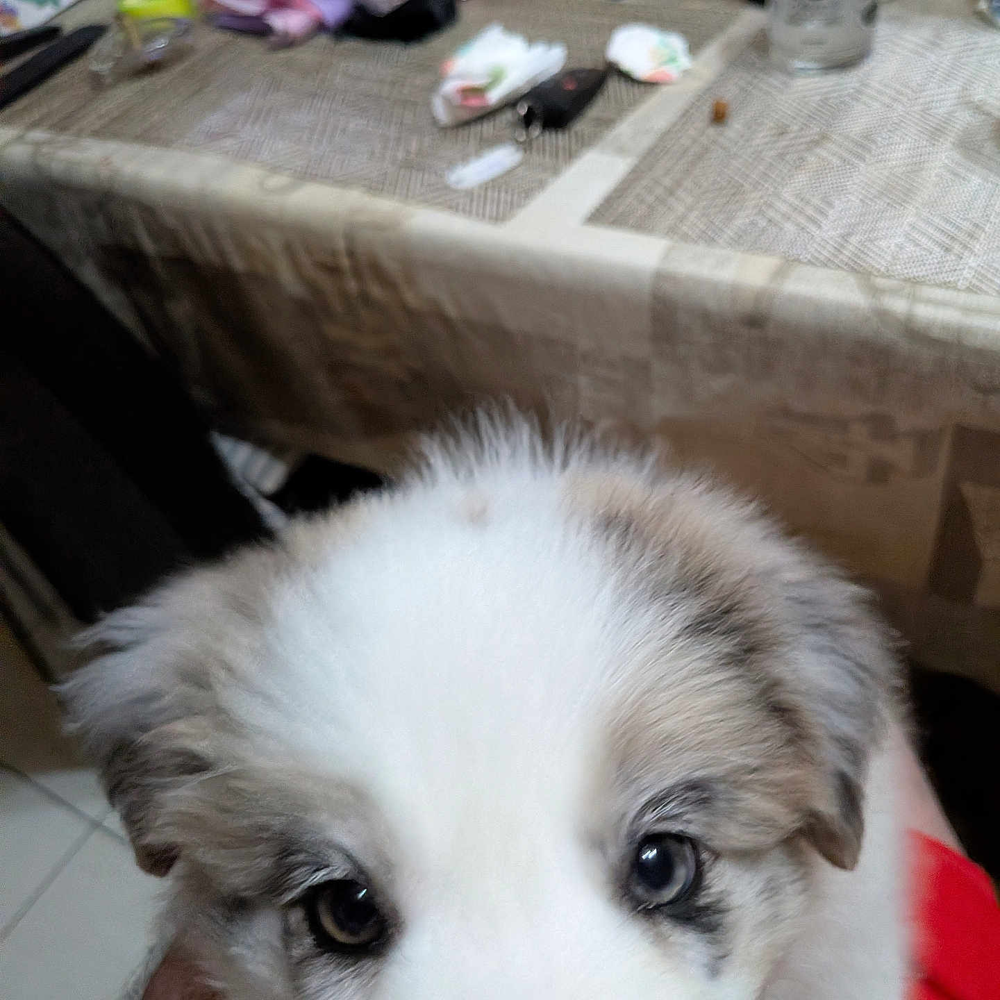 Bella participe au concours pour gagner de l'argent avec cette photo : puppy, dog, close_up, fur, eyes, hand, indoor, table, household_items, blurred_background, cute, pet, animal, white_fur, brown_fur, tile_floor, domestic, young_dog, portrait, friendly