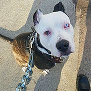 Brindel is registered to the contest to win money with this photo: dog, pitbull, leash, chain, collar, sidewalk, concrete, shadow, footwear, black_shoes, person, looking_up, pet, outdoor, daylight, animal, walking, brown_fur, white_face, blue_eye