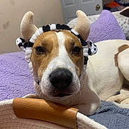 Lady May is registered to the contest to win money with this photo: animal, bed, blanket, brown, canine, closeup, comfort, costume, cute, dog, domestic, face, headband, horns, indoor, pet, plush, relaxed, resting, white