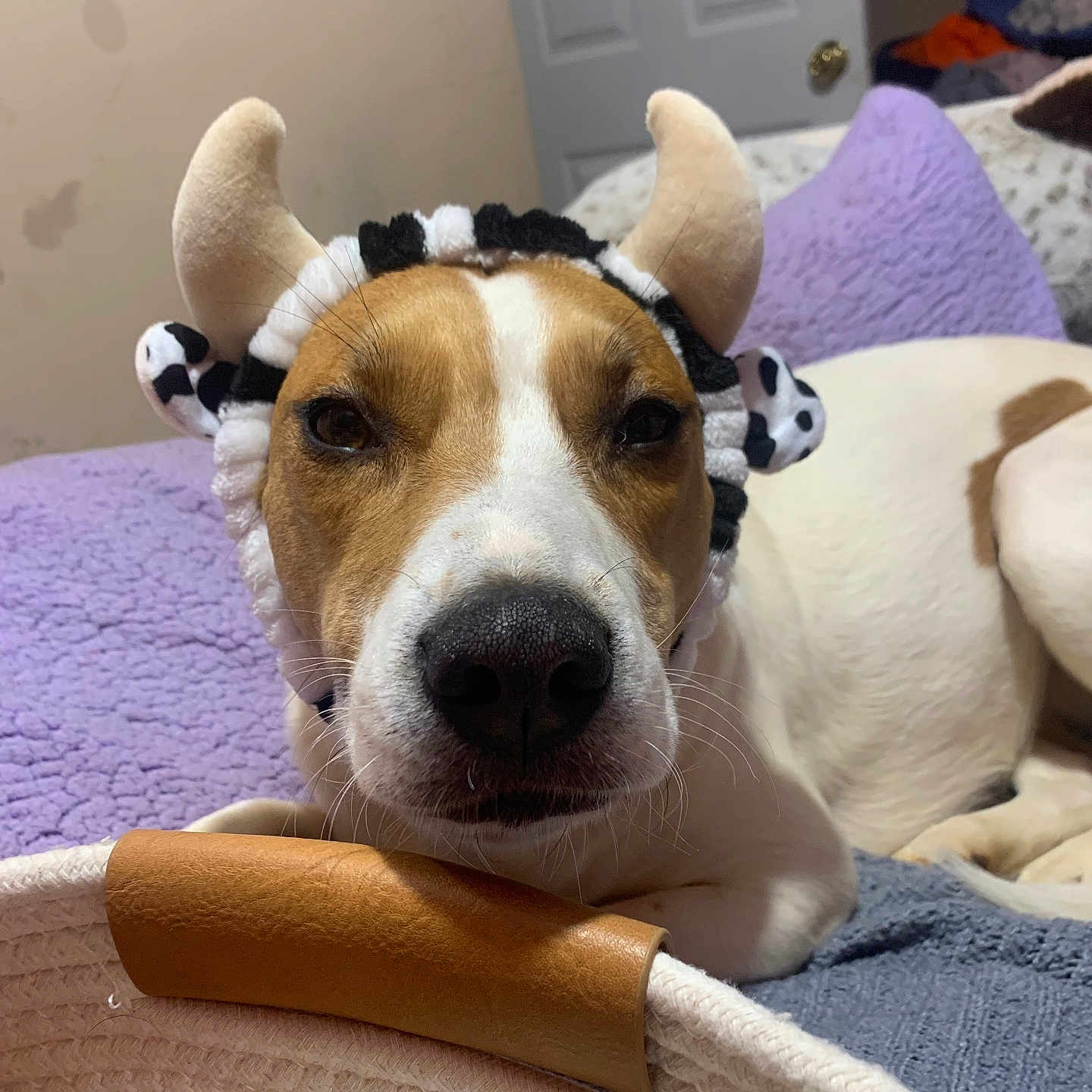 Lady May is registered to the contest to win money with this photo: animal, bed, blanket, brown, canine, closeup, comfort, costume, cute, dog, domestic, face, headband, horns, indoor, pet, plush, relaxed, resting, white