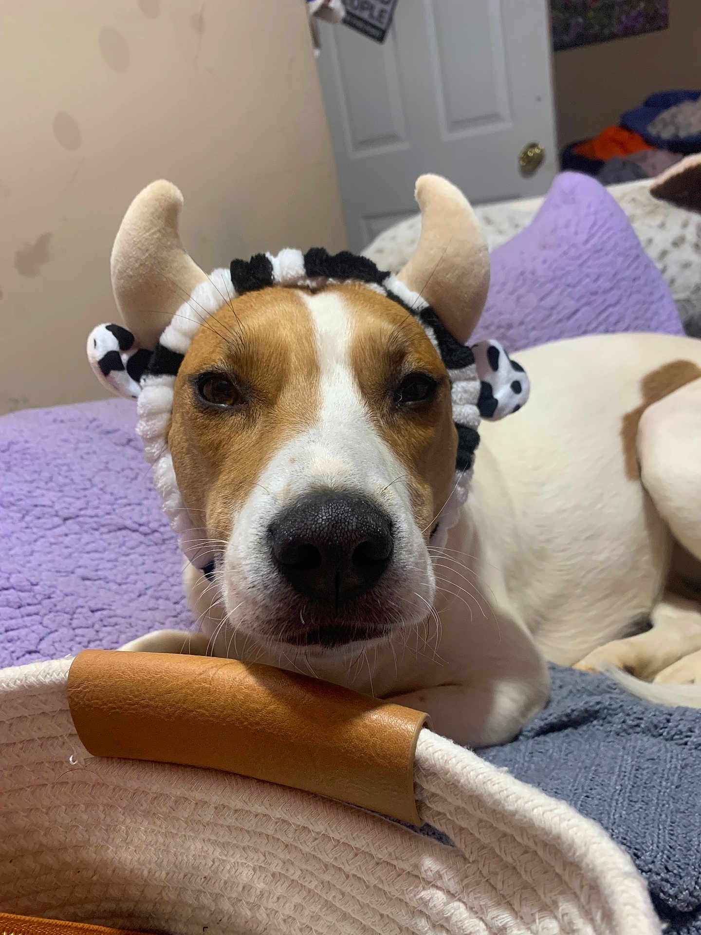 Lady May is registered to the contest to win money with this photo: animal, bed, blanket, brown, canine, closeup, comfort, costume, cute, dog, domestic, face, headband, horns, indoor, pet, plush, relaxed, resting, white