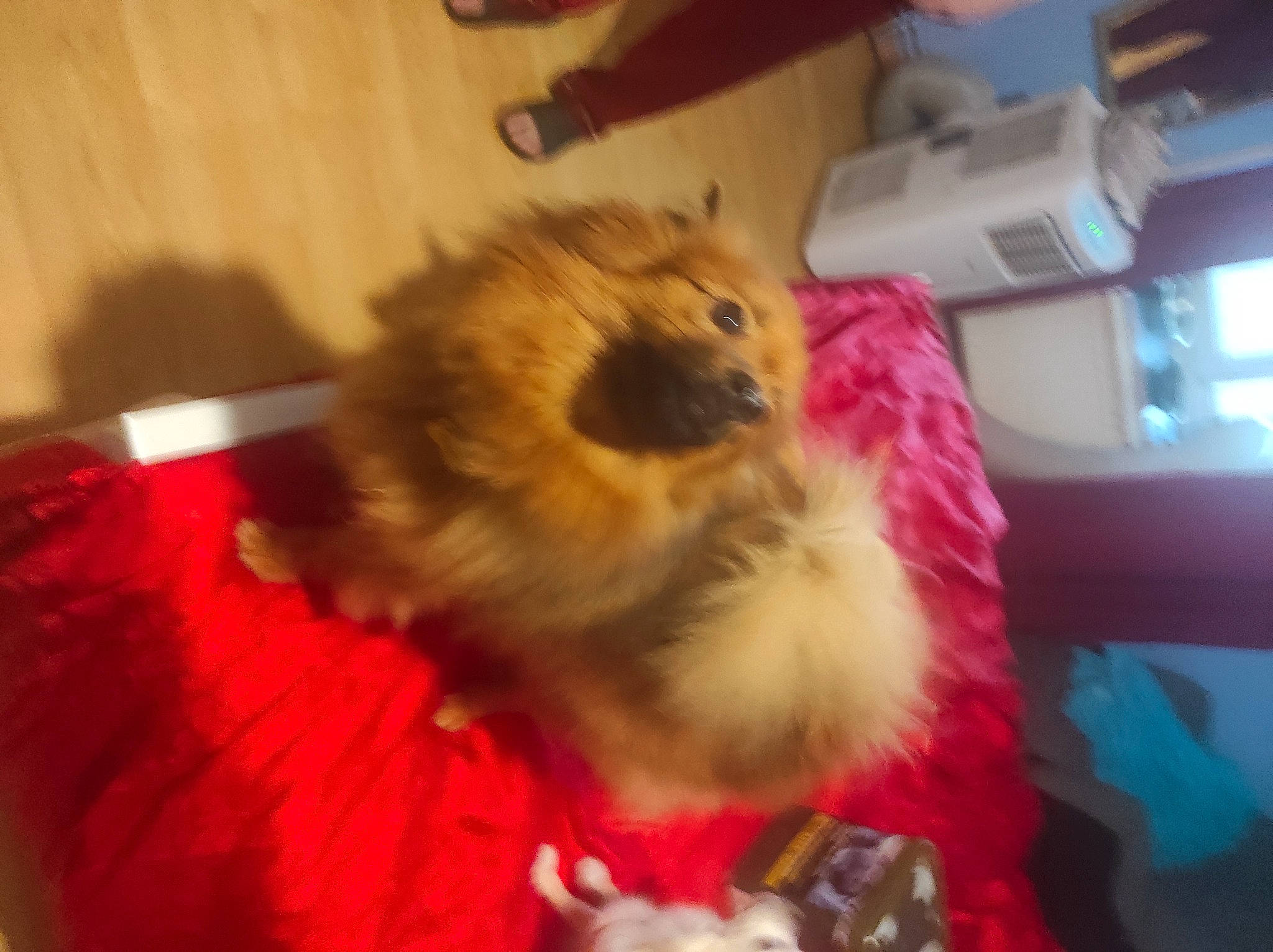 Poutchi a rejoint le concours — aidez-le/la à gagner de superbes lots ! companion_dog, dog_breed, flooring, fur, german_spitz_klein, liver, magenta, pet_supply, pomeranian, poultry, room, spitz, tail, toy_dog, whiskers