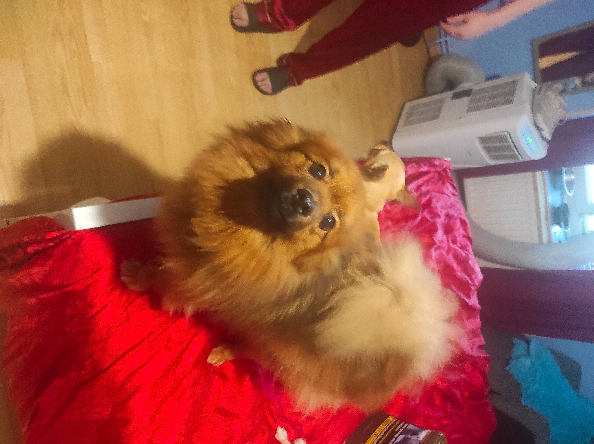 Poutchi a rejoint le concours — aidez-le/la à gagner de superbes lots ! canidae, carnivore, companion_dog, dog, dog_breed, dog_supply, fawn, fur, german_spitz, german_spitz_klein, liver, non_sporting_group, pet_supply, snout, spitz, sporting_group, toy_dog, volpino_italiano, whiskers, working_animal