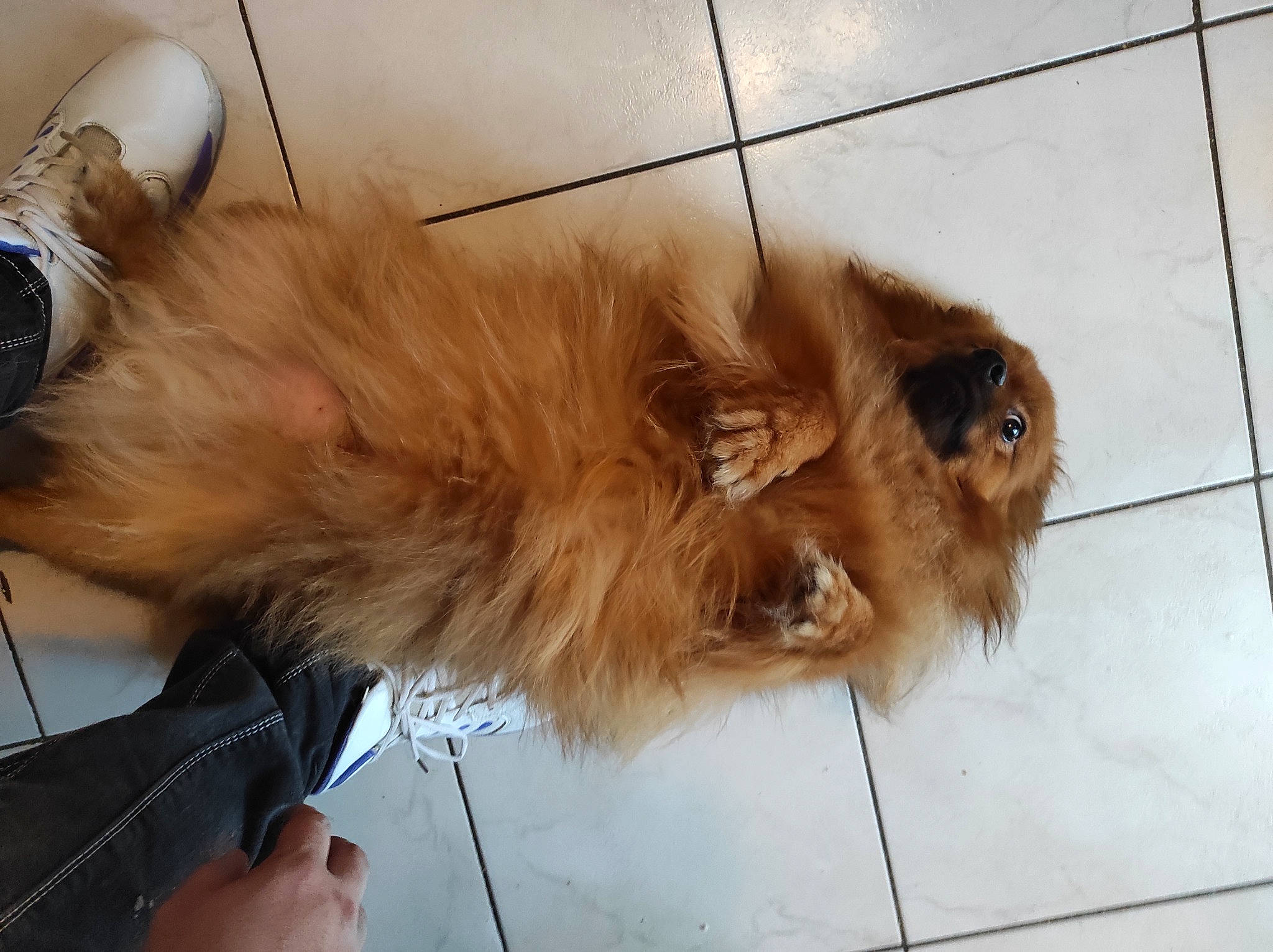 Poutchi participe au concours pour gagner de l'argent avec cette photo : carnivore, claw, companion_dog, dog_breed, fawn, felidae, flooring, fur, german_spitz, liver, paw, small_to_medium_sized_cats, snout, spitz, tail, terrestrial_animal, volpino_italiano, watch, whiskers, working_animal