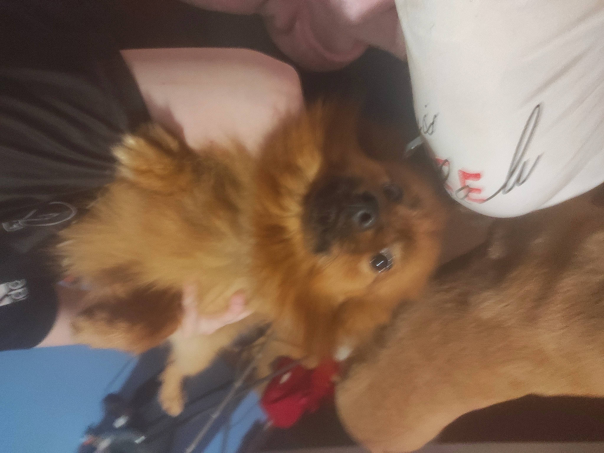 Poutchi a rejoint le concours — aidez-le/la à gagner de superbes lots ! canidae, carnivore, companion_dog, dog, dog_breed, ear, fawn, felidae, fur, german_spitz, liver, paw, pomeranian, rough_collie, small_to_medium_sized_cats, spitz, sporting_group, tail, toy_dog, whiskers