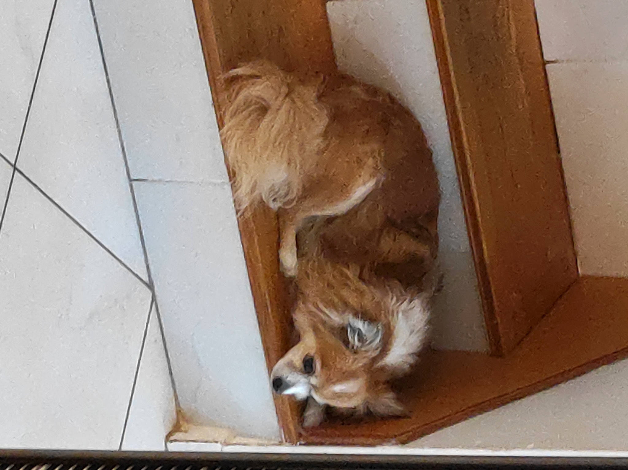 Gadget participe au concours pour gagner de l'argent avec cette photo : animal_shelter, brown, canidae, carnivore, companion_dog, dog, dog_breed, fawn, felidae, flooring, fur, hardwood, liver, pet_supply, snout, sporting_group, tail, terrestrial_animal, whiskers, wood