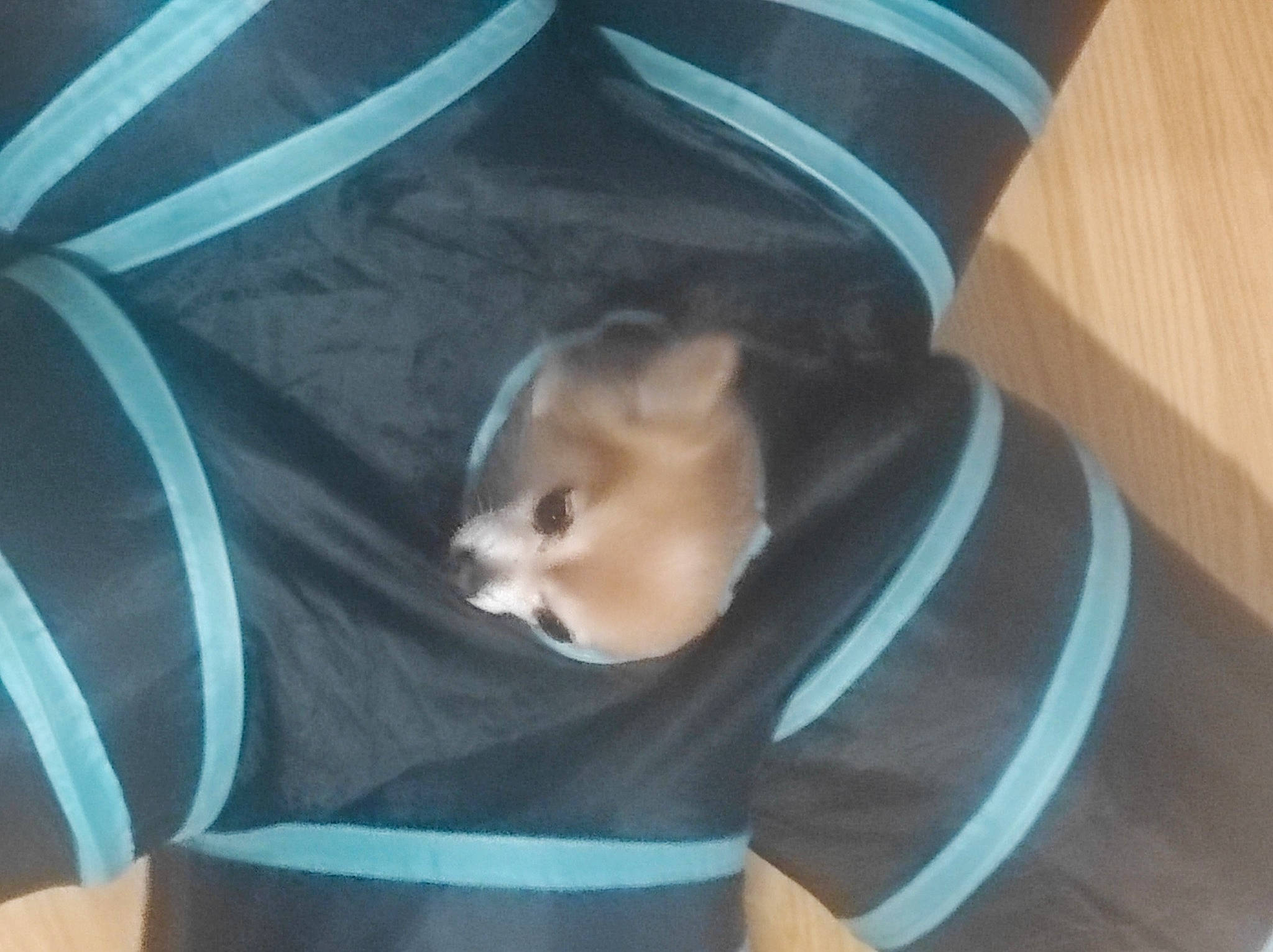 Chocolat a rejoint le concours — aidez-le/la à gagner de superbes lots ! canidae, carnivore, collar, comfort, companion_dog, dog, dog_breed, dog_supply, electric_blue, fashion_accessory, fawn, felidae, fur, paw, pet_supply, sleeve, small_to_medium_sized_cats, sporting_group, tail, whiskers