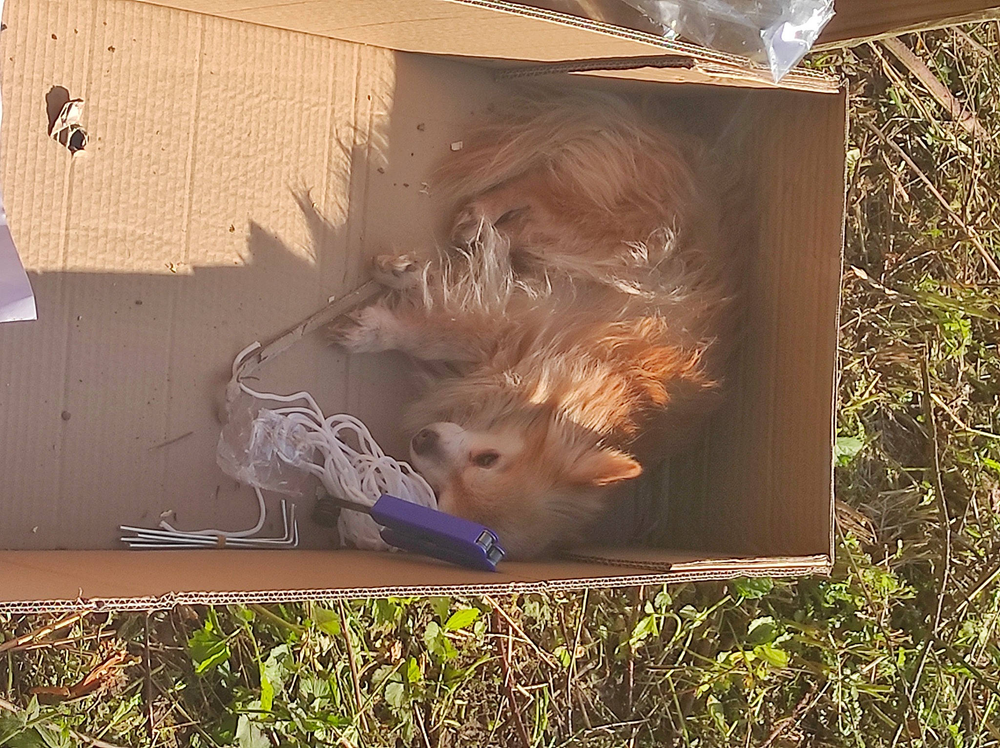 Chocolat participe au concours pour gagner de l'argent avec cette photo : art, fawn, grass, illustration, lawn_ornament, painting, plant, rectangle, room, soil, tail, tints_and_shades, visual_arts, wildlife, wood