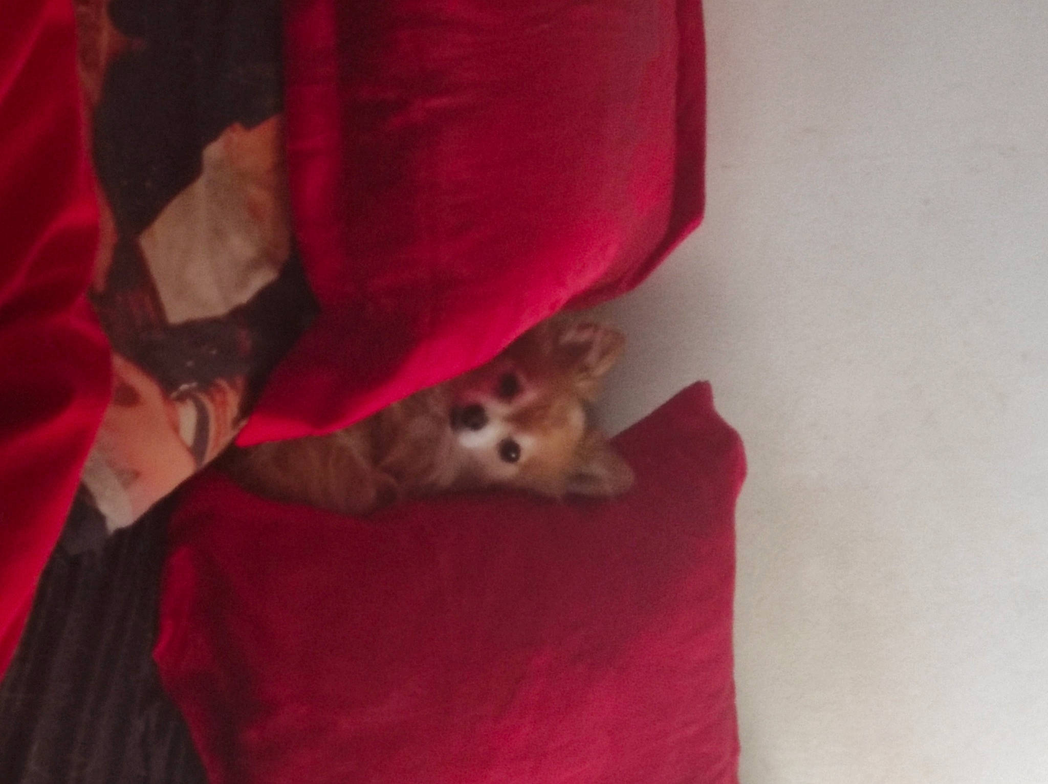 Chocolat participe au concours pour gagner de l'argent avec cette photo : carmine, carnivore, comfort, companion_dog, dog, dog_breed, fawn, felidae, flooring, fur, human_leg, linens, magenta, paw, room, small_to_medium_sized_cats, sporting_group, toy_dog, whiskers, wood