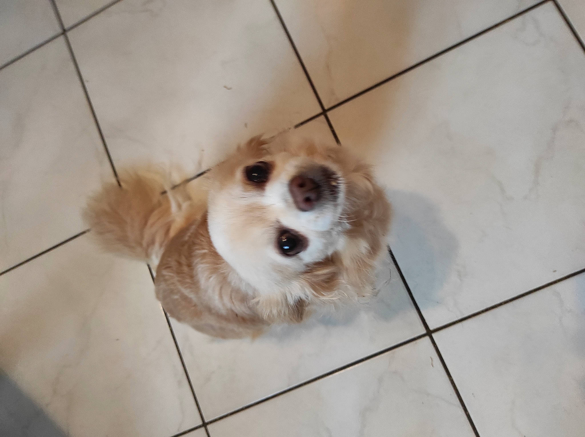 Elfie participe au concours pour gagner de l'argent avec cette photo : carnivore, collar, companion_dog, dog, dog_breed, dog_collar, dog_supply, floor, flooring, fur, liver, paw, pet_supply, pomeranian, terrestrial_animal, tile_flooring, toy_dog, whiskers, wood, working_animal