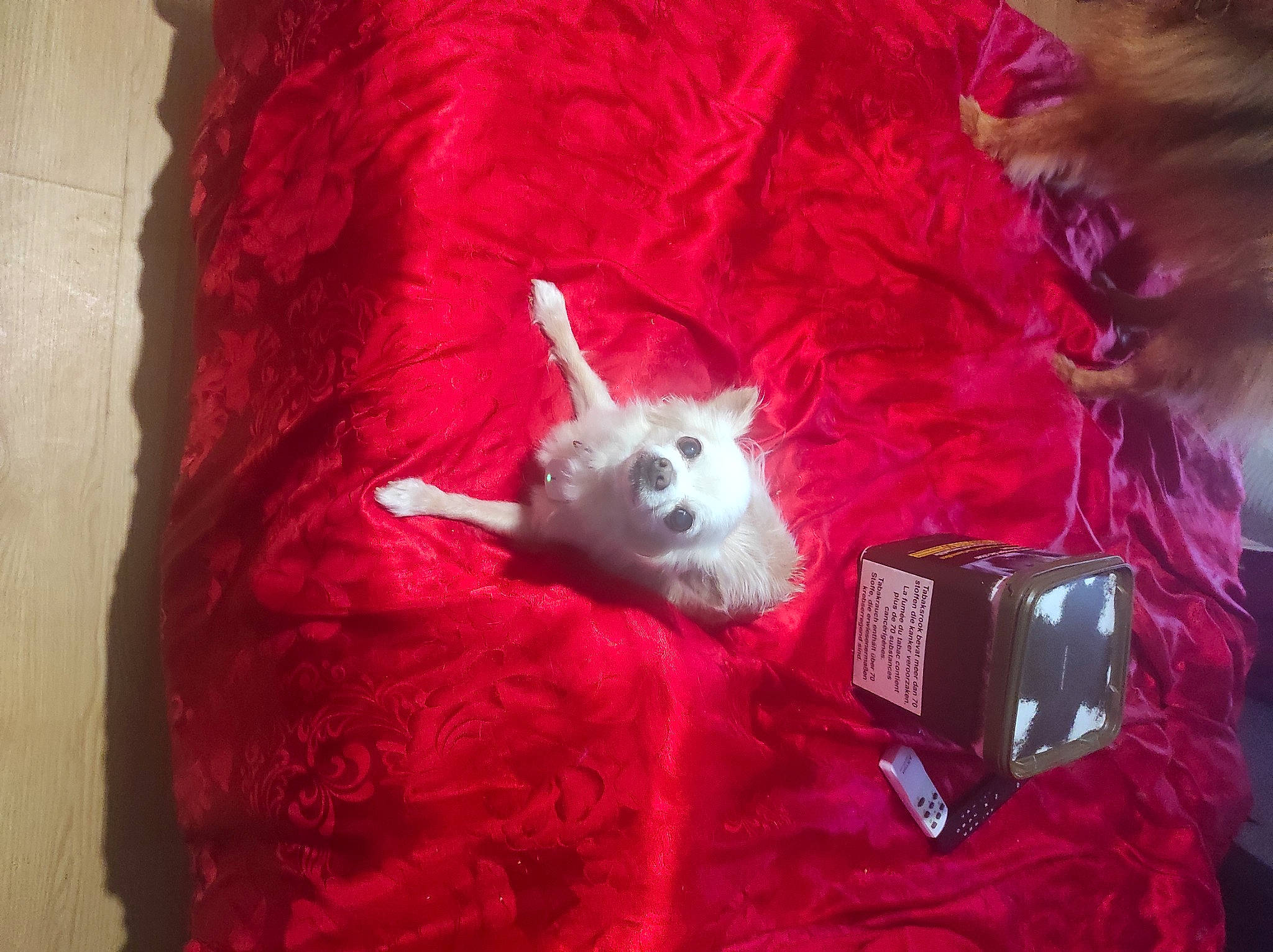 Elfie participe au concours pour gagner de l'argent avec cette photo : canidae, carmine, carnivore, companion_dog, dog_breed, dog_supply, event, fashion_accessory, fawn, fur, magenta, natural_material, pink, plastic, tail, toy_dog