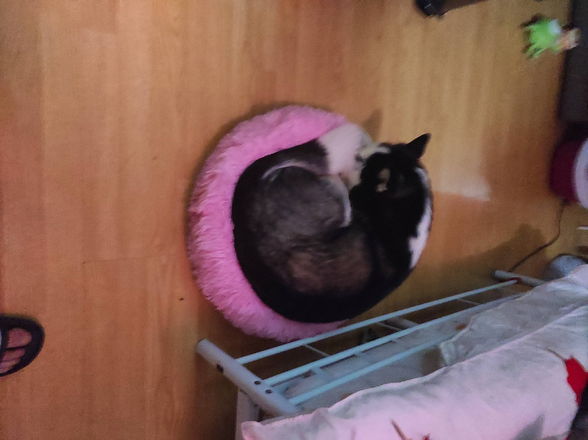 Maya participe au concours pour gagner de l'argent avec cette photo : carnivore, cat, cat_supply, comfort, companion_dog, dog_breed, domestic_short_haired_cat, fawn, felidae, flooring, fur, hardwood, magenta, plant, small_to_medium_sized_cats, snout, tail, tree, whiskers, wood