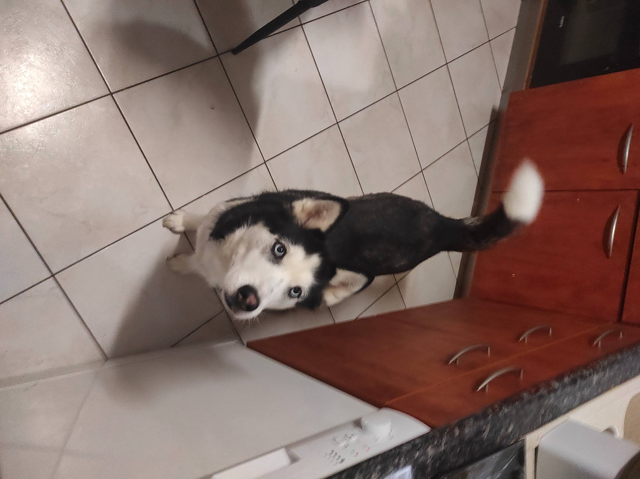 Maya a rejoint le concours — aidez-le/la à gagner de superbes lots ! cabinetry, canidae, canis, carnivore, companion_dog, dog, dog_breed, flooring, fur, hardwood, monochrome, pet_supply, snout, sporting_group, tail, terrestrial_animal, whiskers, wood, working_animal, working_dog