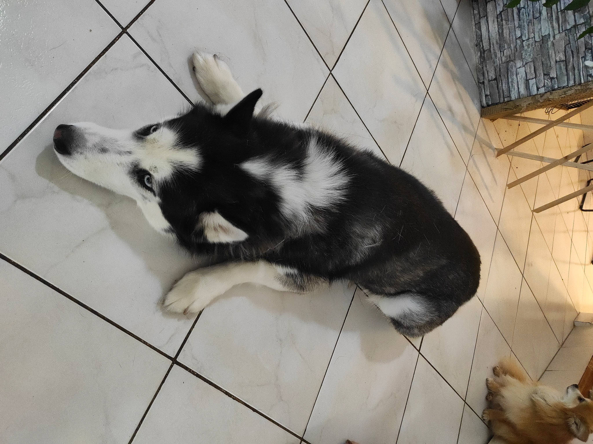 Maya a rejoint le concours — aidez-le/la à gagner de superbes lots ! canidae, carnivore, companion_dog, dog, dog_breed, dog_supply, flooring, fur, mammal, monochrome, monochrome_photography, paw, pet_supply, snout, tail, terrestrial_animal, vertebrate, whiskers, working_animal, working_dog