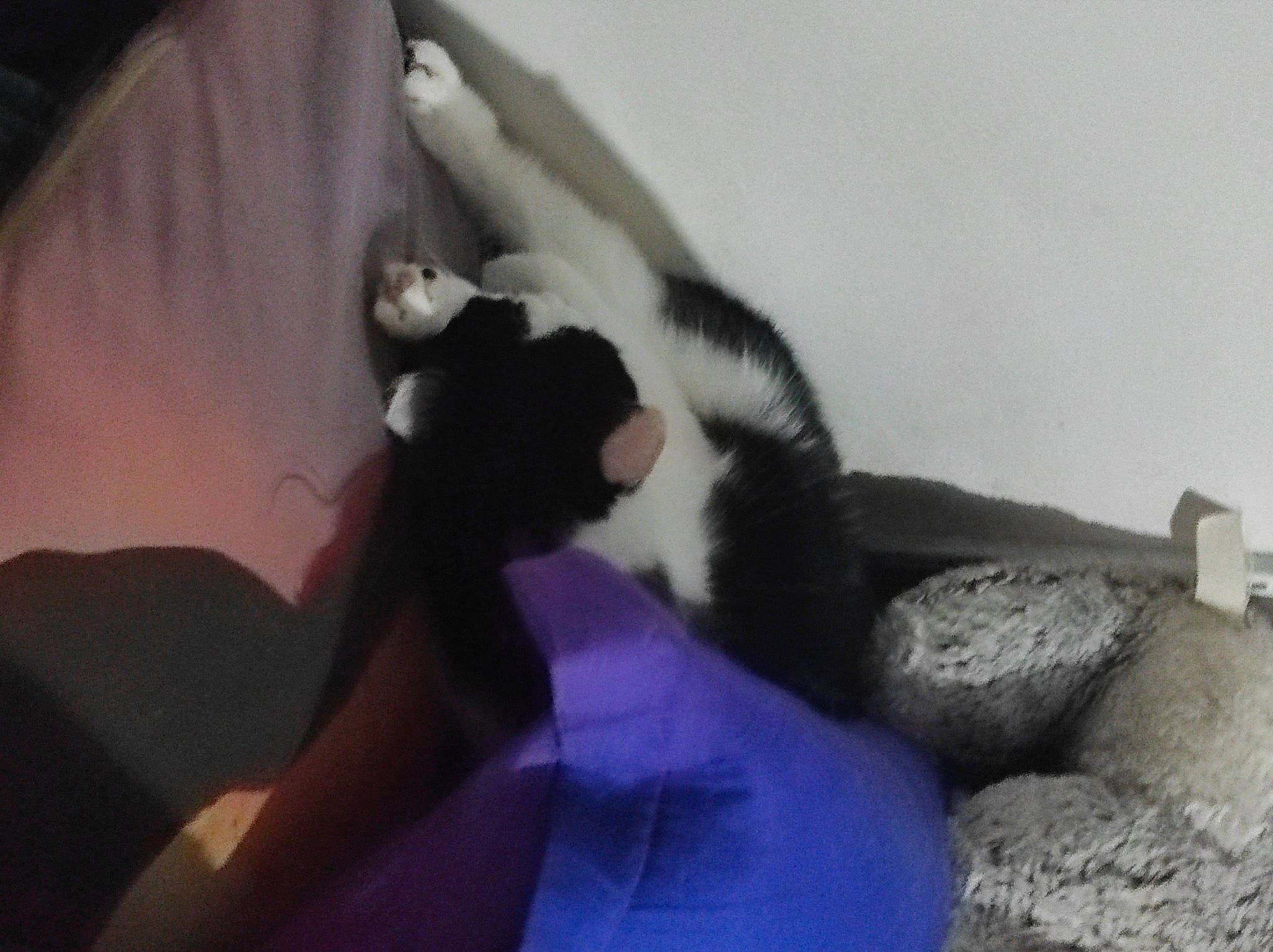 Tigresse participe au concours pour gagner de l'argent avec cette photo : carnivore, cat, claw, comfort, companion_dog, dog_breed, domestic_short_haired_cat, felidae, formal_wear, fur, linens, nap, paw, room, small_to_medium_sized_cats, tail, tree, whiskers