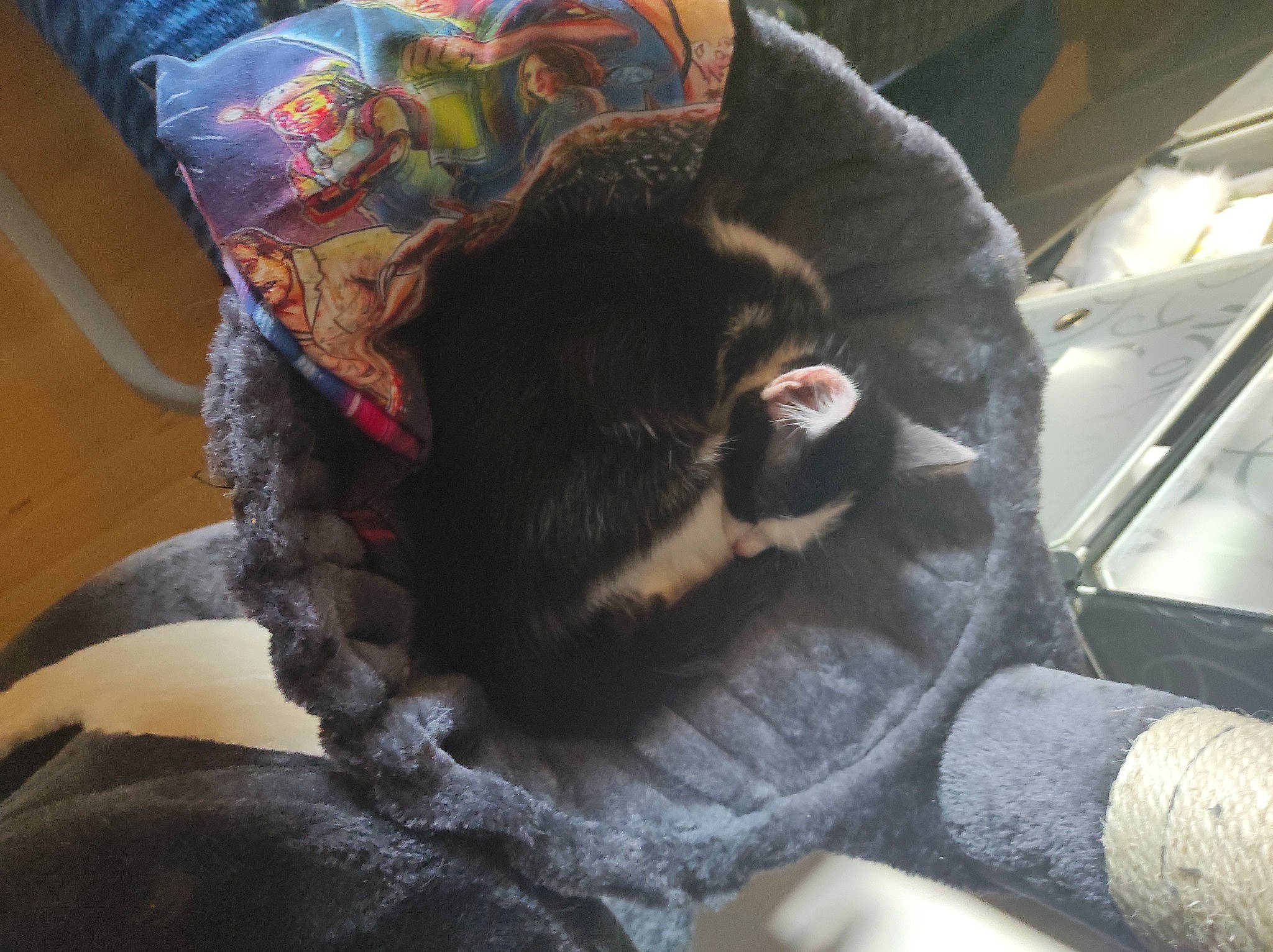 Tigresse a rejoint le concours — aidez-le/la à gagner de superbes lots ! black_cat, canidae, carnivore, cat, claw, comfort, companion_dog, dog_breed, domestic_short_haired_cat, felidae, fur, human_leg, nap, paw, small_to_medium_sized_cats, snout, sporting_group, tail, terrestrial_animal, whiskers