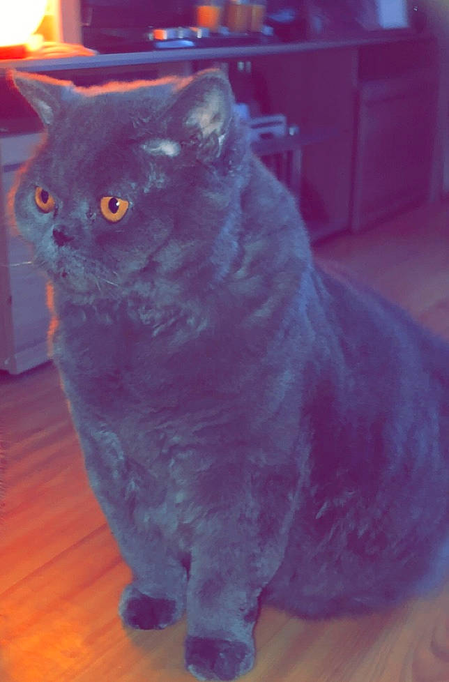 Raziel a rejoint le concours — aidez-le/la à gagner de superbes lots ! art, black_cat, carnivore, cat, domestic_short_haired_cat, electric_blue, felidae, fur, grey, russian_blue, sitting, small_to_medium_sized_cats, snout, tail, whiskers, window, wood